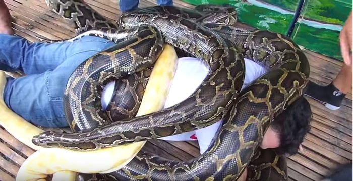 Metode pijat ekstrem yang pertama adalah dengan menggunakan empat ular piton Burma dalam sekali pijat. Pijatan tersebut ditawarkan khusus bagi pengunjung sebuah kebun binatang yang ada di kota Cebu, Filipina. Ular-ular tersebut dibiarkan merayap sekitar 15 menit. Petugas percaya bahwa pijatan ular piton dapat mengobati rematik dan menyegarkan tubuh. Foto: YouTube Metode pijat ekstrem yang pertama adalah dengan menggunakan empat ular piton Burma dalam sekali pijat. Pijatan tersebut ditawarkan khusus bagi pengunjung sebuah kebun binatang yang ada di kota Cebu, Filipina. Ular-ular tersebut dibiarkan merayap sekitar 15 menit. Petugas percaya bahwa pijatan ular piton dapat mengobati rematik dan menyegarkan tubuh. Foto: YouTube