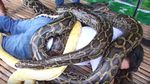 8 Teknik Pijat Paling Ekstrem dan Unik di Dunia, Ada yang Pakai Ular!