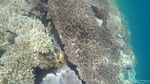 Foto Terbaru Indahnya Bawah Laut Raja Ampat