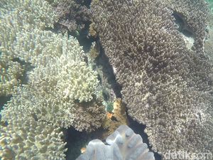 Yuk! Intip Keindahan Bawah Laut di Festival Bahari Raja Ampat