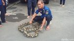 Ini Deretan Ular yang Muncul di Jakarta dalam 4 Bulan Terakhir