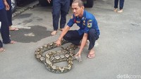 12 April 2018. Petugas Pemadam Kebakaran Jakarta Pusat mengevakuasi seekor ular piton sepanjang 7 meter. Ular itu didapatkan dari sebuah unit di Rumah Susun Kebon Kacang, Tanah Abang. (Foto: Dwi Andayani/detikcom)