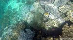 Foto Terbaru Indahnya Bawah Laut Raja Ampat
