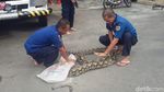 Melihat Aksi Petugas Damkar Jinakkan Piton 7 Meter