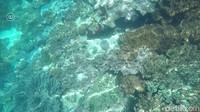 Kalau tidak diving, coba snorkeling di Raja Ampat. Biasanya paket-paket snorkeling sudah ditawarkan dengan paket tur (Shinta/detikTravel)