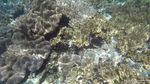 Foto Terbaru Indahnya Bawah Laut Raja Ampat