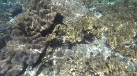 Di luar paket, harga snorkeling berkisar Rp 100 ribuan. Dengan bawah laut seindah ini, pasti pengen coba kan? (Shinta/detikTravel)