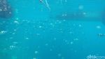 Foto Terbaru Indahnya Bawah Laut Raja Ampat