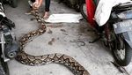Penampakan Piton 7 Meter yang Ditangkap di Rusun Kebon Kacang
