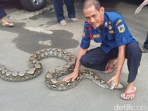 Ini Firman, Petugas Damkar Penakluk Ular Ibu Kota