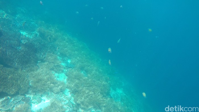 Alam bawah laut. Foto: Shinta Angriyana/detikTravel Alam bawah laut. Foto: Shinta Angriyana/detikTravel