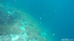 Foto Terbaru Indahnya Bawah Laut Raja Ampat