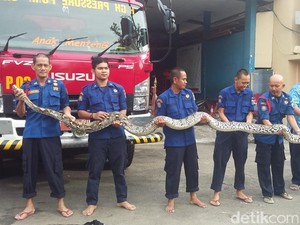Piton 7 Meter Ular Terbesar yang Pernah Ditangkap Damkar Jakpus