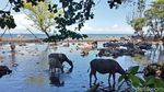 Pantai Ini Isinya Bukan Bule Berbikini, Tapi...