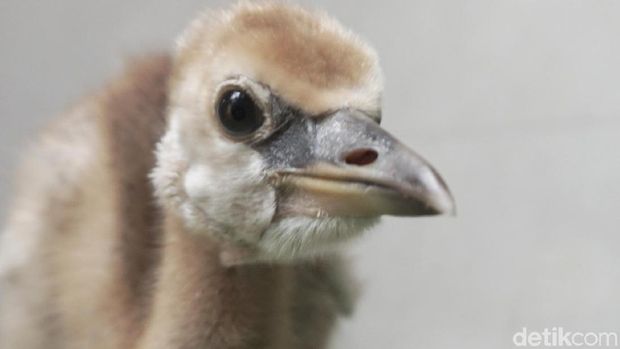 Burung ini ditetaskan pada Februari lalu