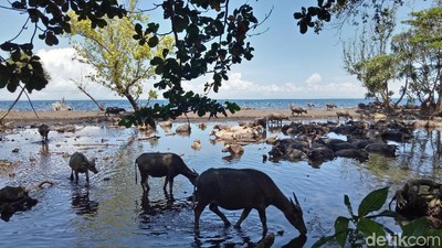 Pantai Ini Isinya Bukan Bule Berbikini, Tapi...
