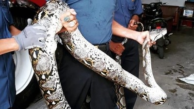 Penampakan Piton 7 Meter yang Ditangkap di Rusun Kebon Kacang