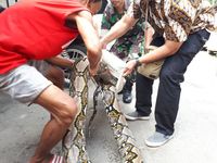 Proses penangkapan piton 7 meter di Kebon Kacang, Tanah Abang, Jakarta Pusat.