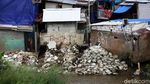 Kelanjutan Normalisasi Ciliwung