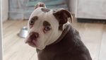Foto: Kenalkan Ini Madame Eyebrows, Si Anjing yang Bermuka Sedih