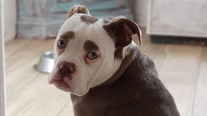 Foto Kenalkan Ini Madame Eyebrows Si Anjing Yang Bermuka Sedih