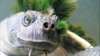 Ciri lainnya adalah adanya dua tonjolan lancip di bawah dagunya. Kura-kura ini juga bernapas melalui alat kelaminnya dan baru masuk dalam daftar reptil yang terancam punah (CNN)