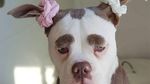 Foto: Kenalkan Ini Madame Eyebrows, Si Anjing yang Bermuka Sedih