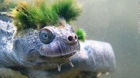Dia memiliki rambut warna hijau bergaya mohawk seperti anak punk (dok. Zoological Society London)