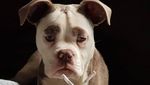 Foto: Kenalkan Ini Madame Eyebrows, Si Anjing yang Bermuka Sedih