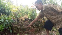 Sikin adalah warga Dusun Tumpuk, Desa Kemiri, Kecamatan Jenangan, Ponorogo. Ia menemukan batu ini saat membangun rumah. Sikin menunjuk lokasi penemuan batu berukuran panjang 40 cm, tinggi 40 cm, dan lebar 40 cm tersebut. (Foto: Charolin Pebrianti)