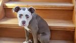 Foto: Kenalkan Ini Madame Eyebrows, Si Anjing yang Bermuka Sedih