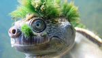 Foto: Punk Banget! Ini Kura-kura Unik dari Australia