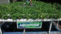 Warga juga menamam sayuran dengan metode aquaponik.
