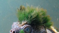 Tapi di balik keunikan itu, rupanya ada fakta yang menyedihkan. Ahli biologi reptil di Zoological Society London, Rikki Gumbs mengatakan kura-kura tersebut masuk ke dalam daftar hewan yang terancam punah. Populasinya pun kini kian menyusut. APalagi setelah kura--kura tersebut menjadi salah satu hewan peliharaan yang diperdagangkan. Foto: Kura-kura punk (dok. BBC)