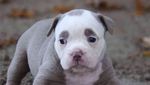 Foto: Kenalkan Ini Madame Eyebrows, Si Anjing yang Bermuka Sedih