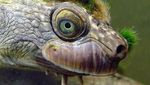 Foto: Punk Banget! Ini Kura-kura Unik dari Australia