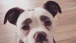 Foto: Kenalkan Ini Madame Eyebrows, Si Anjing yang Bermuka Sedih