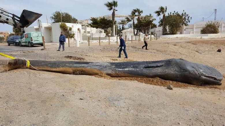 Telan 29 Kg Sampah, Paus Sperma Ditemukan Mati di Spanyol Telan 29 Kg Sampah, Paus Sperma Ditemukan Mati di Spanyol