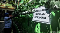 Berbagai tanaman hijau hidroponik terpajang di sisi jalan.