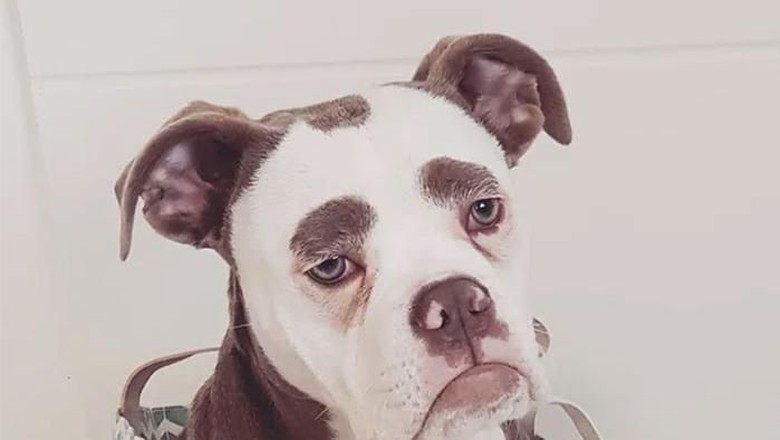 Foto Kenalkan Ini Madame Eyebrows Si Anjing Yang Bermuka Sedih