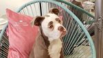 Foto: Kenalkan Ini Madame Eyebrows, Si Anjing yang Bermuka Sedih