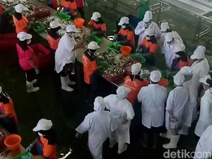 BPOM Lakukan Audit Pabrik Pengalengan Makarel, Ini Hasilnya