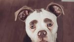 Foto: Kenalkan Ini Madame Eyebrows, Si Anjing yang Bermuka Sedih