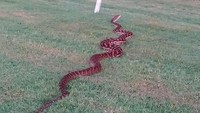Ular piton sepanjang 4 meter tiba-tiba ada di lokasi latihan berkuda di Cairns, Australia. Sebelum Joki melihat ular itu dengan matanya sendiri, dia terlebih dahulu diperingatkan oleh petugas di lokasi. Hati-hati ada benda besar... kata petugas itu tanpa bisa melanjutkan kata-katanya. (Foto: Dok. Facebook Masayuki Abe via Fox News)