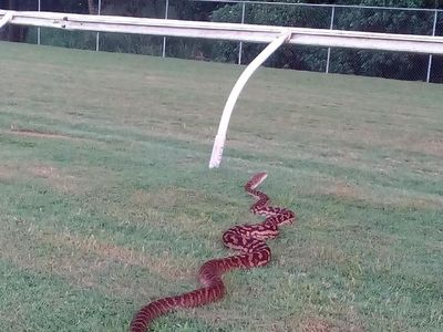 Penampakan Piton 4 Meter di Jalur Latihan Berkuda di Australia
