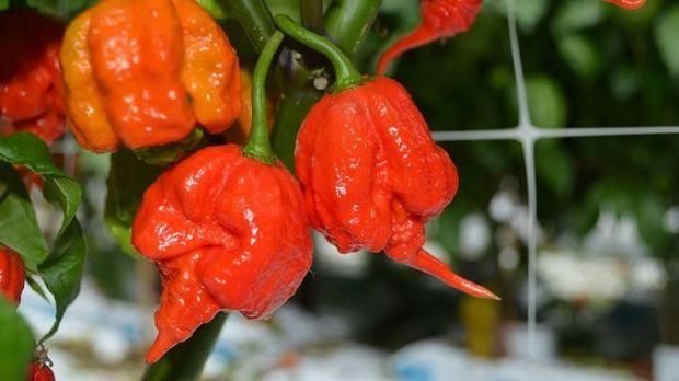 Carolina Reaper / the hottest chili in the world