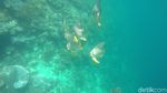 Foto Terbaru Indahnya Bawah Laut Raja Ampat