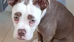 Foto: Kenalkan Ini Madame Eyebrows, Si Anjing yang Bermuka Sedih
