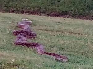 Ular Piton 4 Meter Muncul di Jalur Latihan Berkuda di Australia
