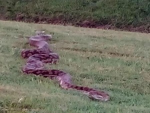 Ular Piton 4 Meter Muncul di Jalur Latihan Berkuda di Australia